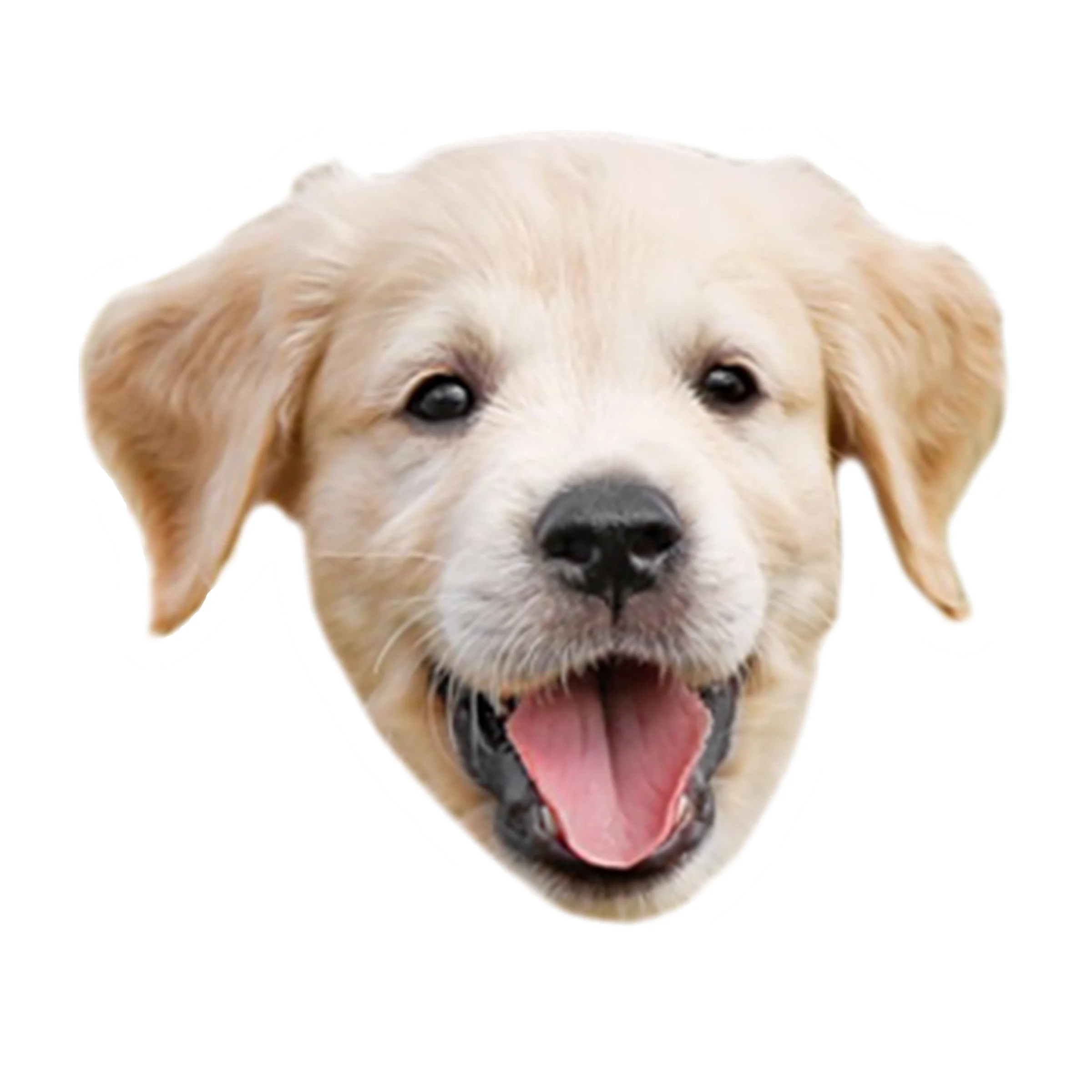 Custom Sticker Die Cut